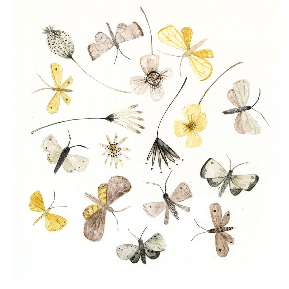 Art print Moths and Flowers natural history watercolor illustration digital print