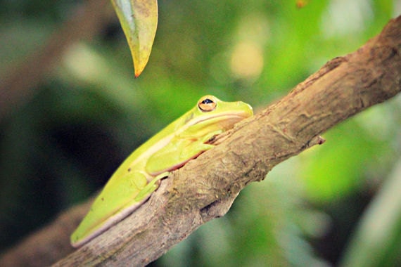 Tree Frog: fine art nature wildlife photograph of green tropical amphibian - UninventedColors