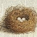 bird nest - vintage artwork with three eggs - printed on page from old dictionary