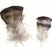 Found Feathers No. 5 Turkey Feathers- archival print, feather art, feather watercolor