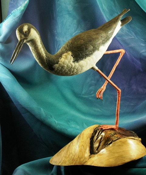 ON SALE Black Necked Stilt Shore bird