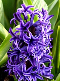 Purple Hyacinth Soap, Perfume Oil, Body Butter MUST HAVE SET