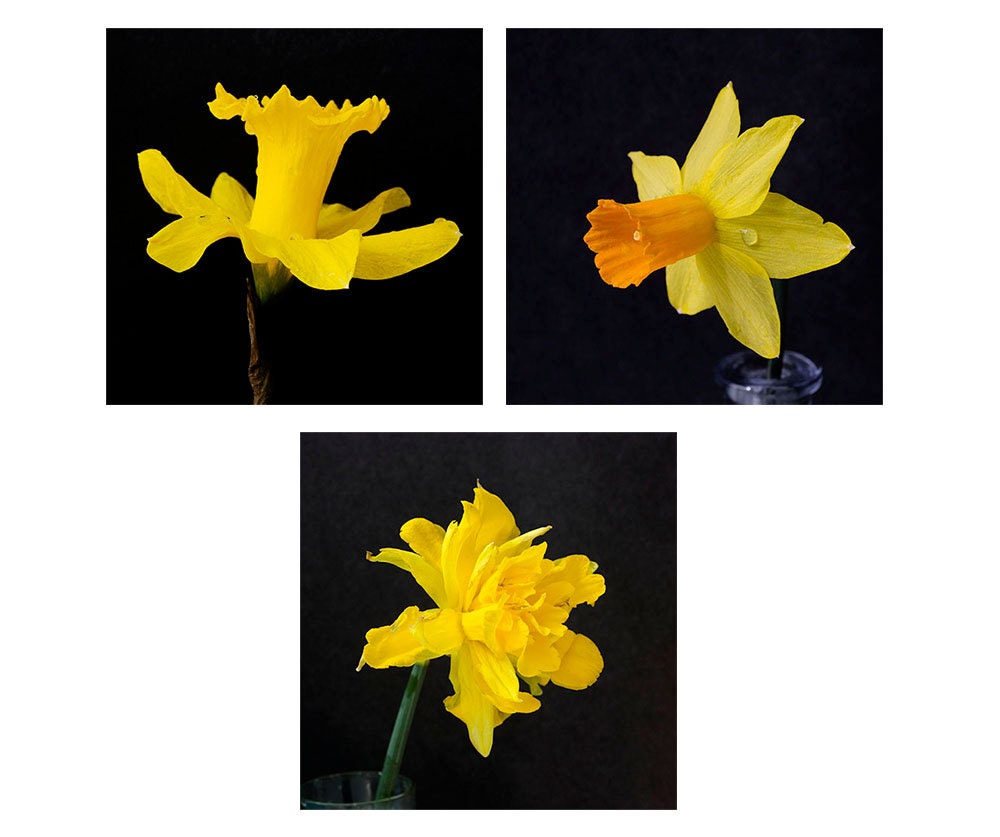 Three Gold Daffodil Photographs,  Flower Print Set, Yellow on Black  Minimalist Wall Decor