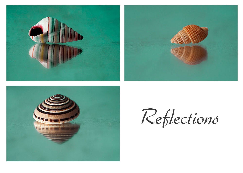 Three Sea Shell Photographs, Nautical  Wall Decor, Brown, Aqua Still Life