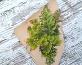 Vintage 1900 die cut chromolithograph FOUGERES herbarium botanical