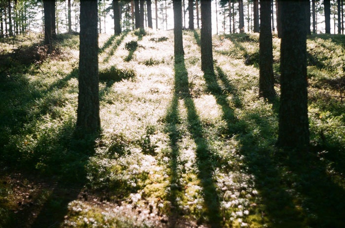 Into the Woods -  5x7 original film art photograph