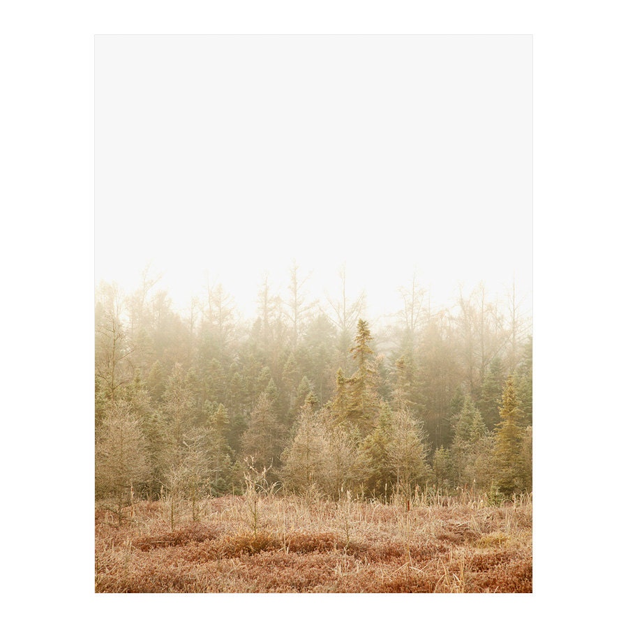 Blushing Bog, Landscape Photography - Autumn, Fog, Woodland, Forest, Bare Trees, Pink, Coral, Brown, Fog, Nature, Evergreen, London, Ontario