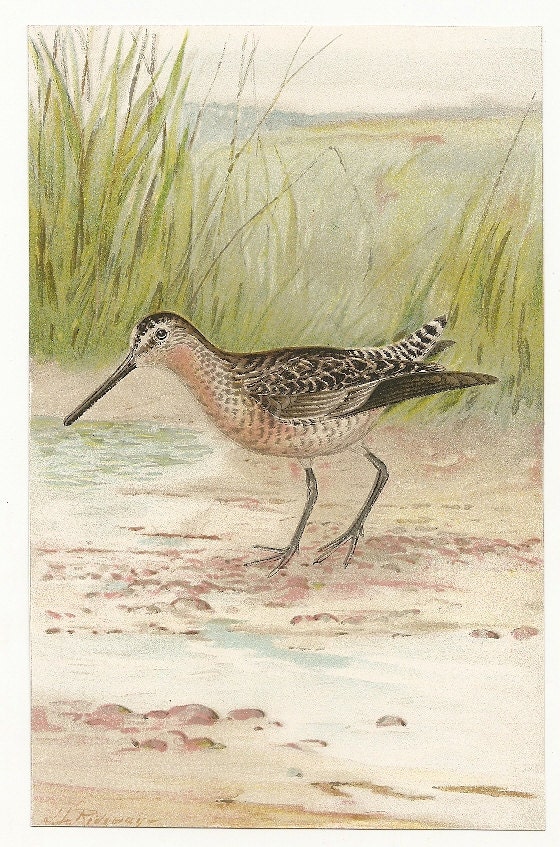 1910'S University Society Game Bird of North America Print
