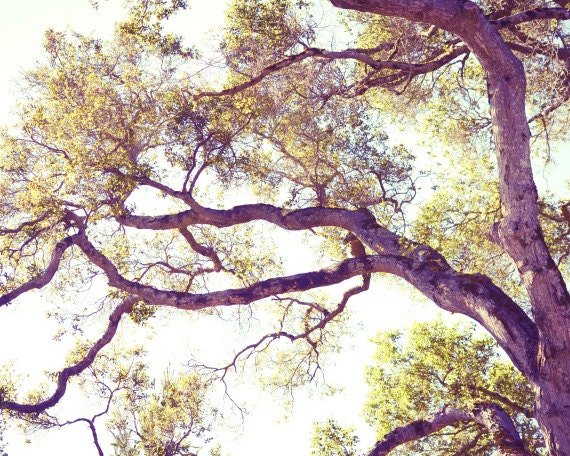 Nature photography - golden tree photograph olive green - mauve pale purple -  landscape tree woodland muted green 8x10 - Golden Boughs