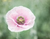 Flower Photography - Poppy flower - pale pink pastel sage green decor - nursery room decor - spring wall art photograph - 8x8 - Pale Blossom