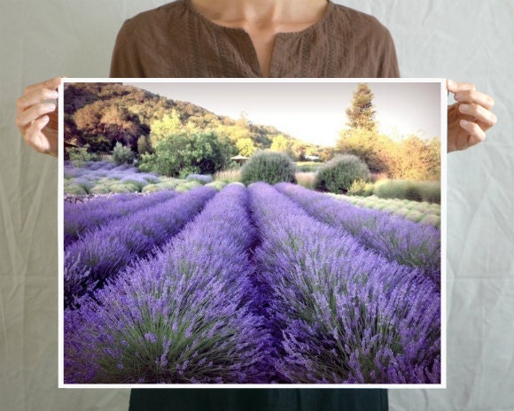 Lavender Field Photograph - purple plum violet decor - poster large wall art - fine art landscape photography print 16x20 - Serenity
