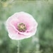 Flower Photography - Poppy flower - pale pink pastel sage green decor - nursery room decor - spring wall art photograph - 8x8 - Pale Blossom