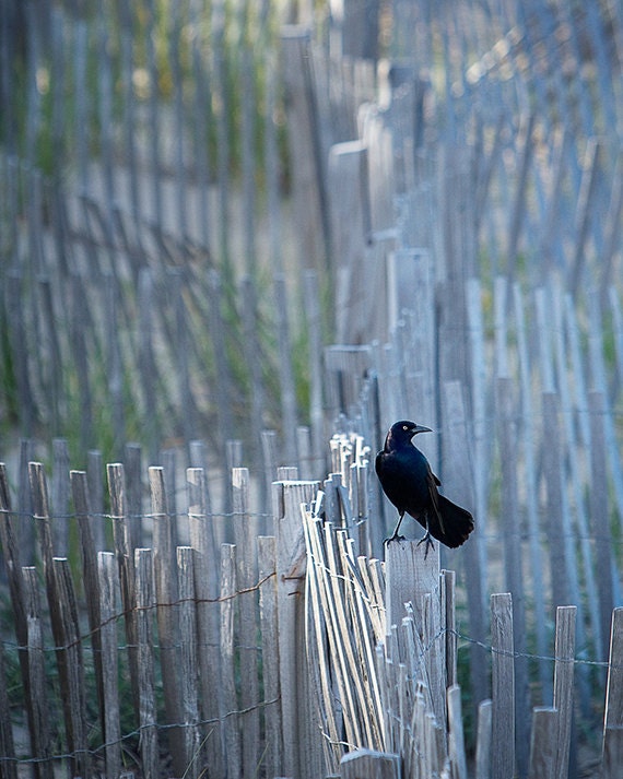 crow black bird raven perched white picket fence fine art photograph 8x10 print - On the Fence