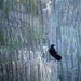 crow black bird raven perched white picket fence fine art photograph 8x10 print - On the Fence