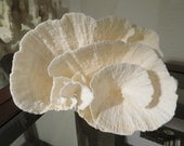 Large Natural Rare Poca Cup Coral
