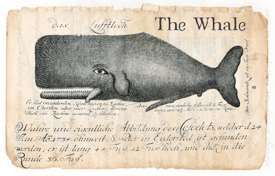 Antique WHALE PRINT ENGRAVING  - Early Nautical Etching for Digital Download to print for Pillows,Totes, Fabric Prints more