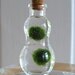 SALE Zen Pet Micro Marimo Moss Balls Gourd Bottle Mini Terrarium
