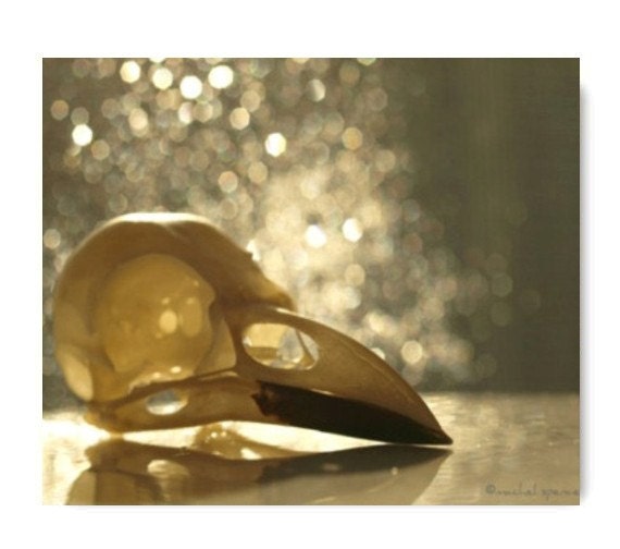 Crow Skull 8X10Photograph Crow Affordable Home Photography Prints Autumn Trends October Fall Trends Halloween Woodland Scene
