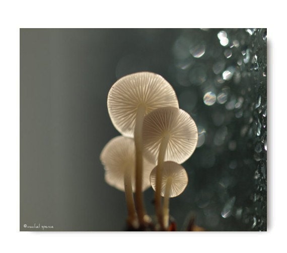 Mushroom Photograph 11X14 Mushroom Print  Affordable Home Photography Prints Nature Photography Decor Nature Lover Woodland Scene Fungi