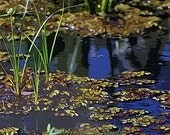 Art, Nature, Woodland, Spring, Summer, Pond, Water Lilies, Photography, Painted Photographs, Fine Art Print,  Home Decor, Wall Art