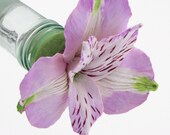 HUMMINGBIRD FEEDER--Larger Sized Alstroemeria in Lavender on Pale Aqua Bottle