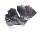 Gingko Biloba Leaf Ring Silver