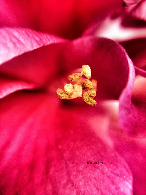 macro photography pink flower with pollen 11x14