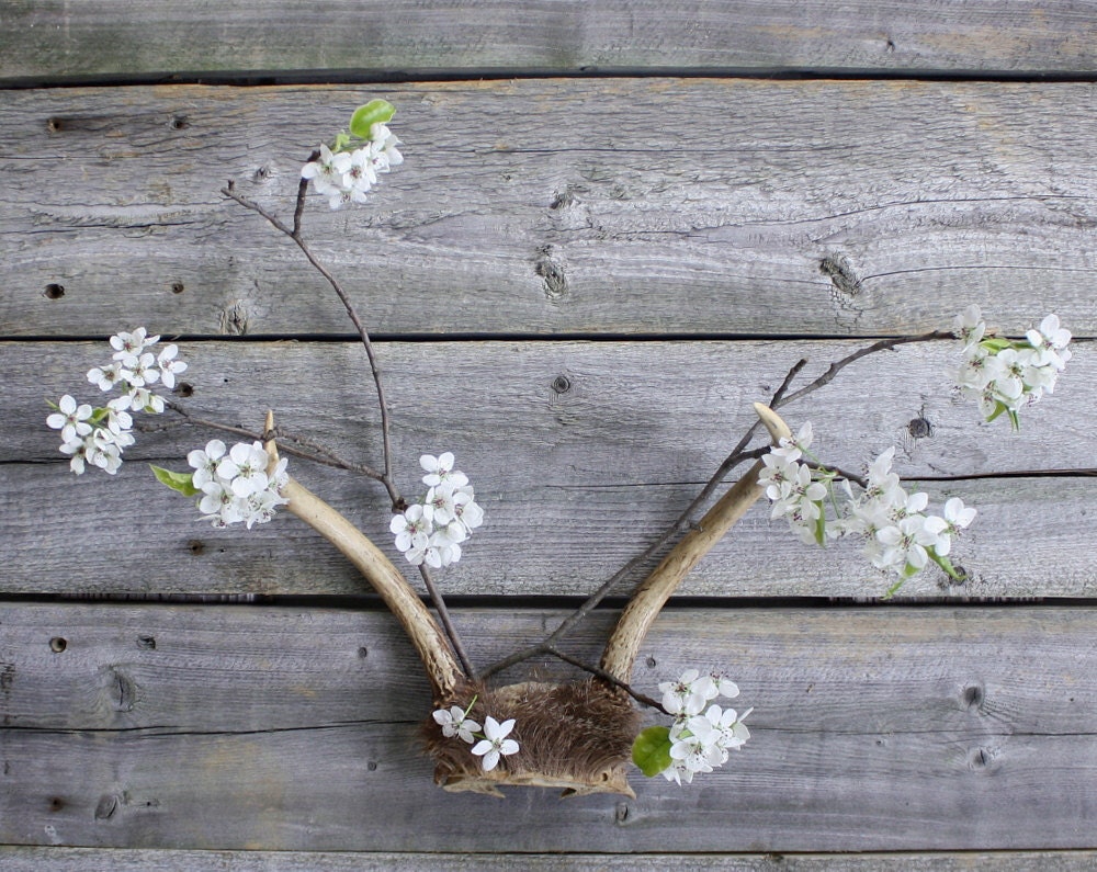Vintage Antlers - Two and a Half Sets