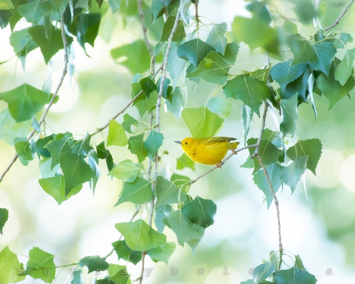 Fine Art Spring, Yellow Bird, Nature Photograph, Bird Art, Forest Art, Woodlands Art, 16x20