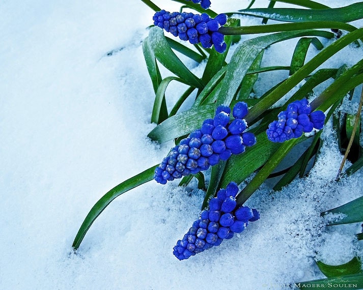Flower Photography -Grape Hyacinth -8x10 Print -Cobalt Blue -Gifts for Her -Colorado Fine Art Photography