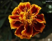 MARIGOLD - tagetes patula - home grown seeds in hand illustrated envelopes - Seed Packet Gift idea