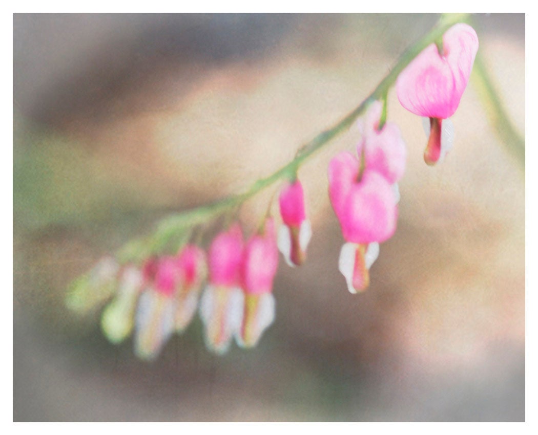 Flower Photography, muted pastels, pink, nature, Heartbeats, fine art print 8x12