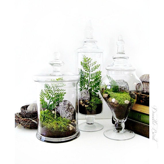 Garden Terrarium Set: Miniature Moss Garden in Decorative Apothecary Jars Wedding Table Centerpiece
