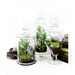Garden Terrarium Set: Miniature Moss Garden in Decorative Apothecary Jars Wedding Table Centerpiece
