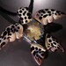 Implosion Sea Turtle Pendant, wearable art, handmade borosilicate glass, with satin cord, clasp and gift bag, unique gift, FREE SHIPPING