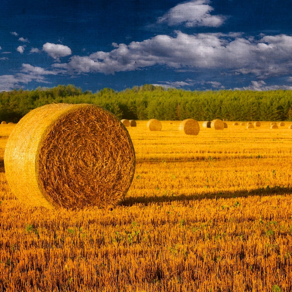 8 x 8 canvas print - Straw Bales - Rural Scene