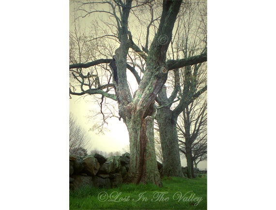 Tree Photo, Spring Photograph, Green, Grey, Stone Walls, Connecticut, Nature, Home Decor, Wall Art, Ethereal, 8x12 Fine Art Photography fPOE
