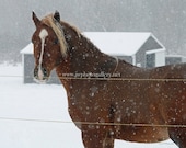Yearling Horse Playing in the Snow Photo Magnet- 5.5. X 4.25 inches