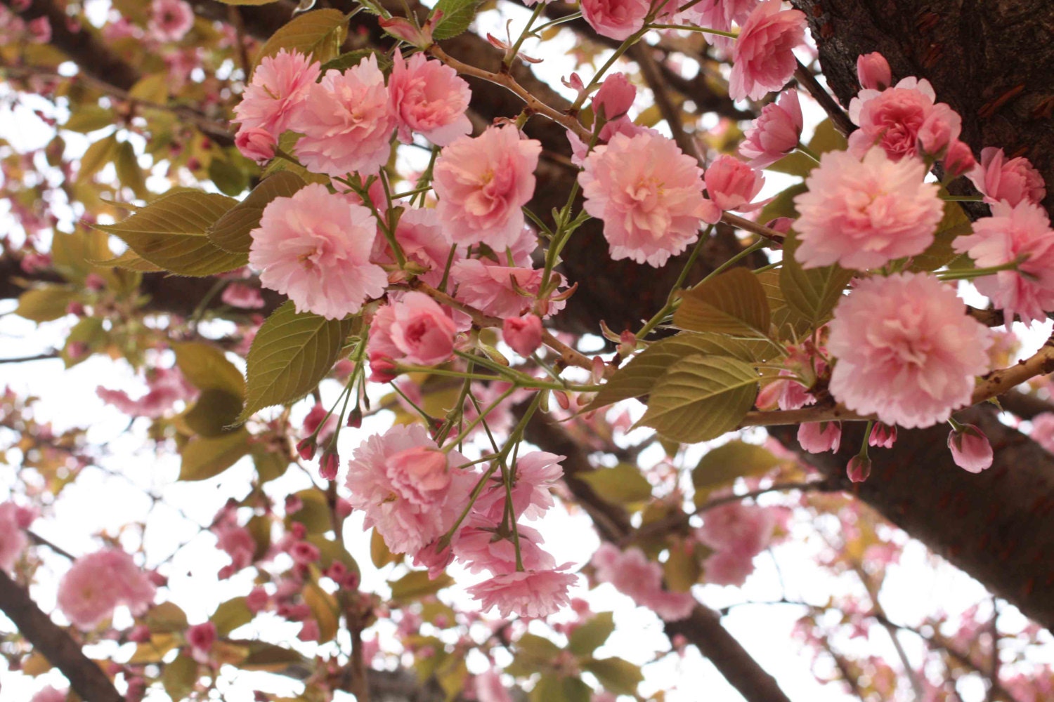 Paris Photography - Paris in the Springtime - Pink Cherry Blossoms  - 8x10 Fine Art Photograph - Paris Home Decor - Blush Pink