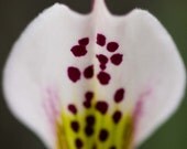 Orchid photograph - Grace - 8 x 12 fine art  - maroon white lime green sage flower home decor