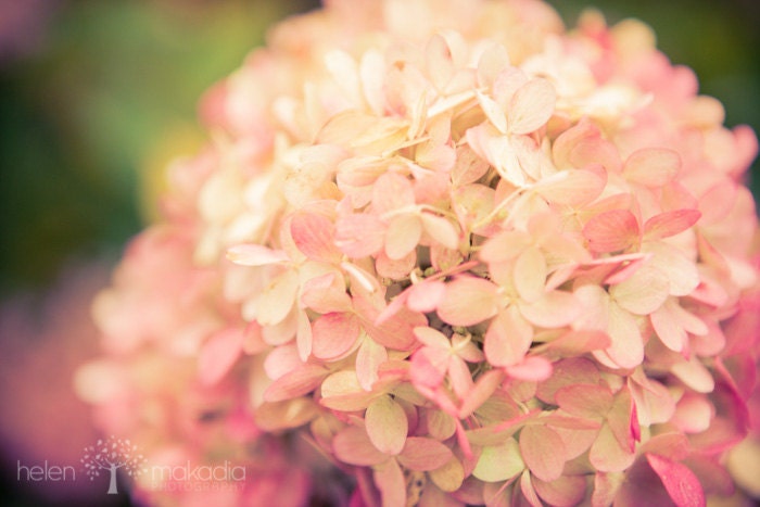 Nature Photograph. Colorful Hydrangea. Pink and Cream. Vintage. Home Decor. 8x12 print.
