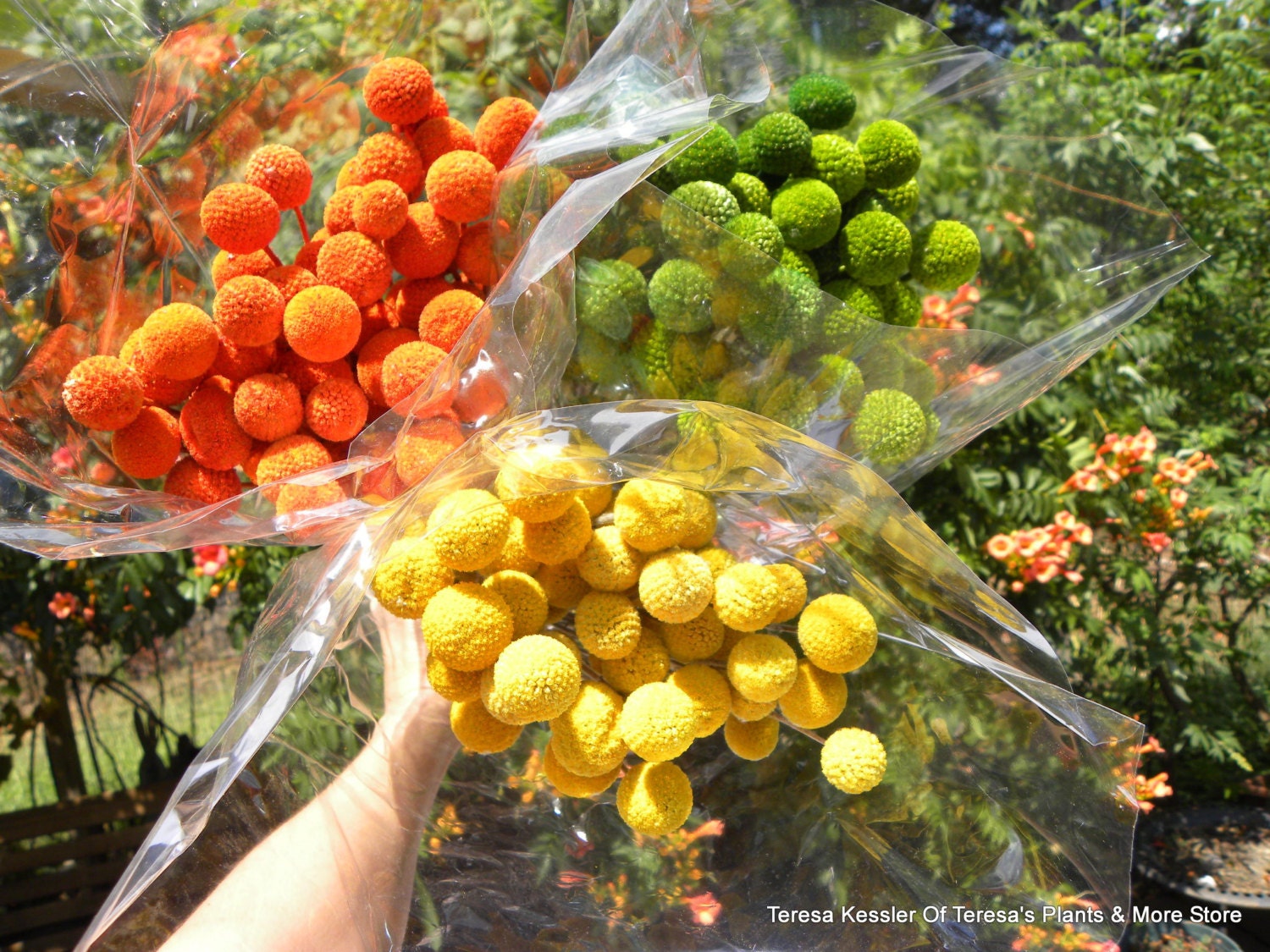 SPECIAL ORDERS ONLY-200 Yellow Craspedia- Dried Craspedia-Billy Balls-Billy Buttons-Yellow Wedding Flowers-Bundle of 200