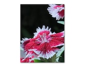 Red Dianthus photograph 8x10 floral botanical flower fine art print garden high contrast wall decor