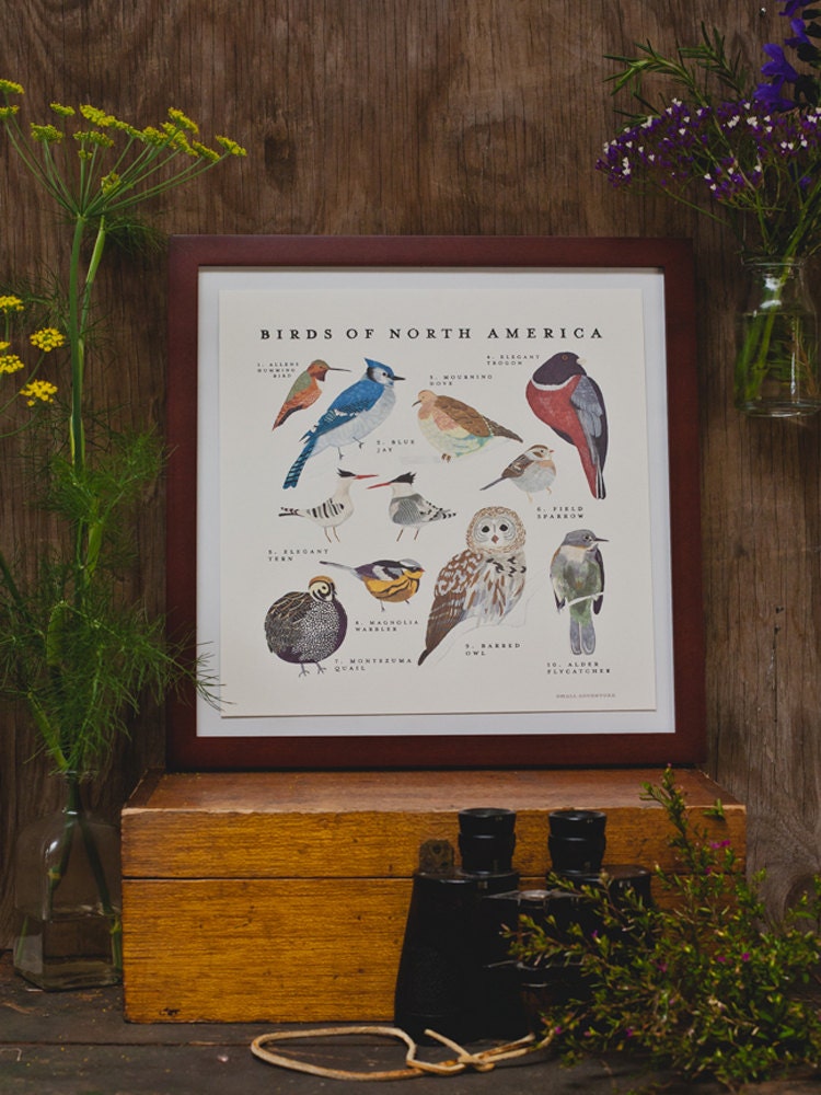 Birds of North America Print