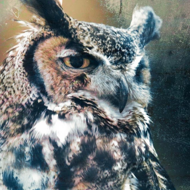 The Wise One - 8 X 8 fine-art photographic owl nature print