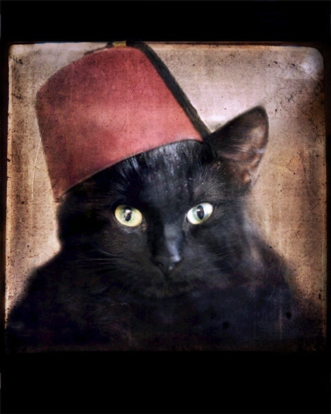 Black Cat Print Animal photography animal art gift for cat lovers Cat wearing a Fez 8x10 Print - Fez Felix