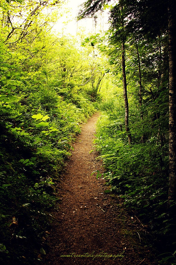 forest trail photograph oregon horizontal nature serene green
