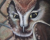 Boreal Owl in Branches