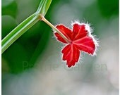 fine art print cactus flower