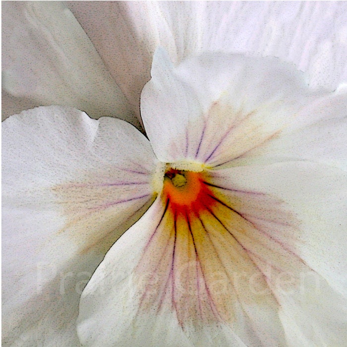 Pale Pink Pansy 8x8 fine art photo